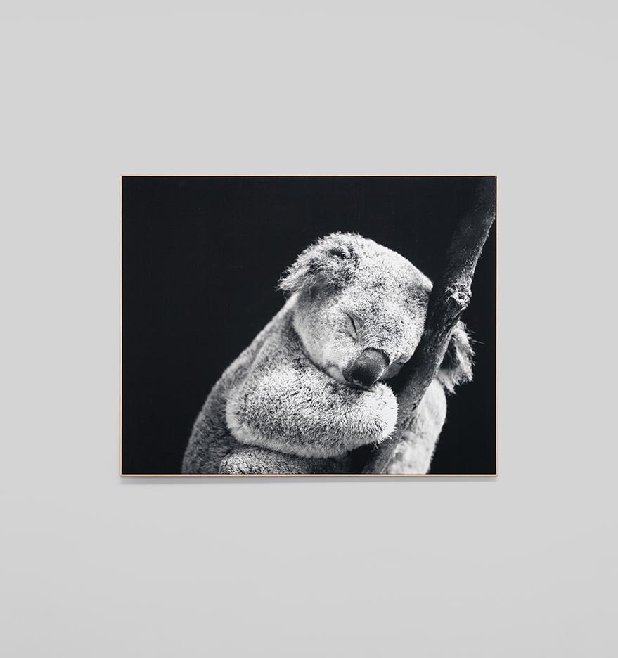 Koala Noir Framed Canvas 150 x 120cm