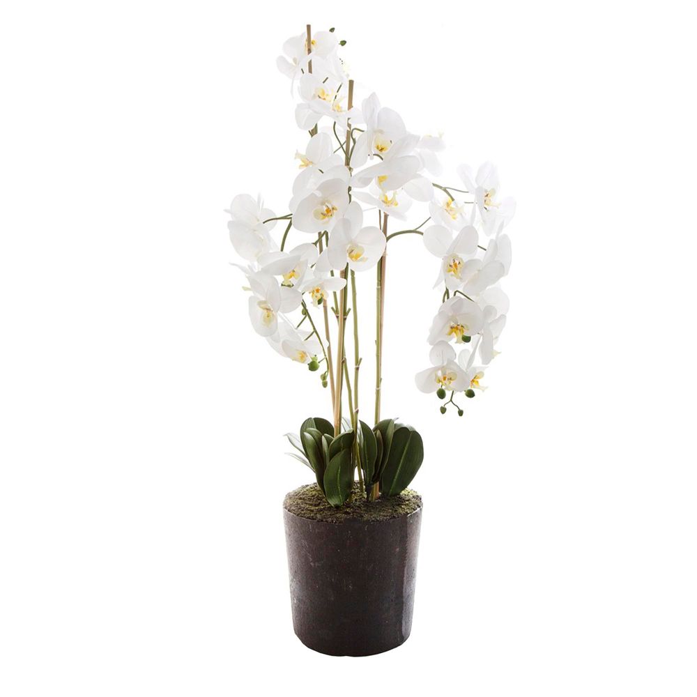 Orchid in Paper Pot 120cm Large White