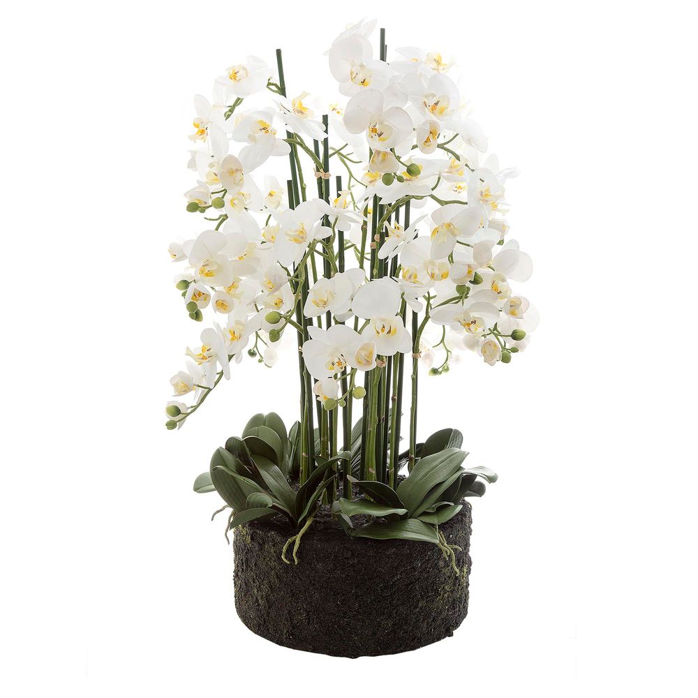 Orchid in Paper Pot X-Large 90cm White