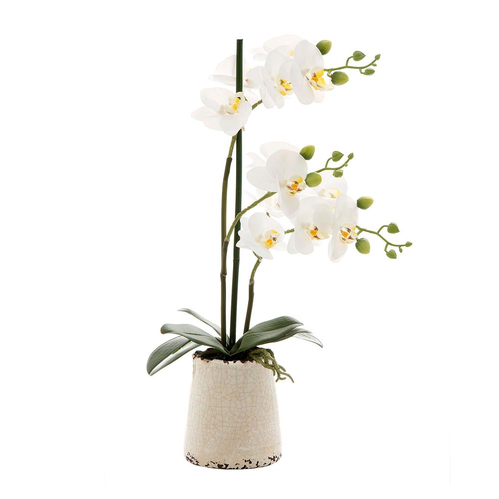 Orchid in Ivory Pot Sm White L:20 W:20 H:50