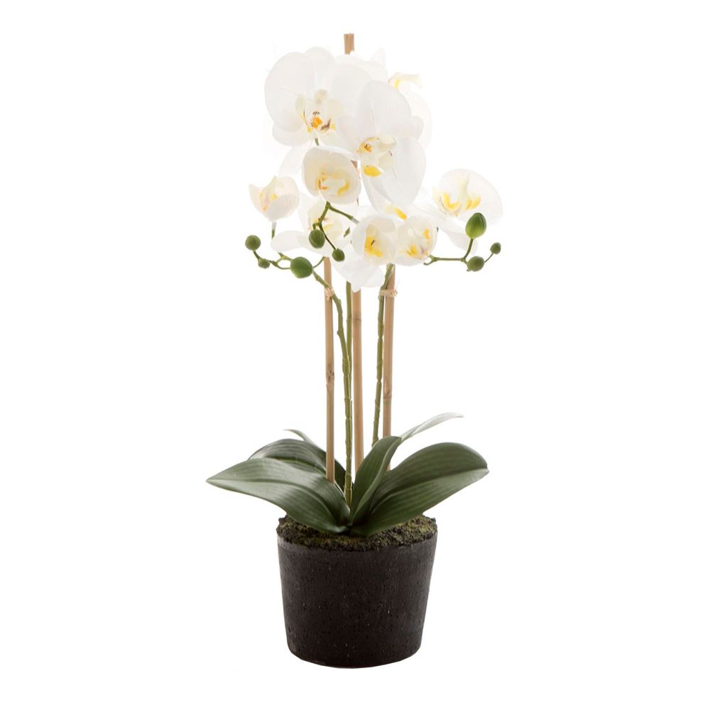 Orchid in Paper Pot 52cm Small White