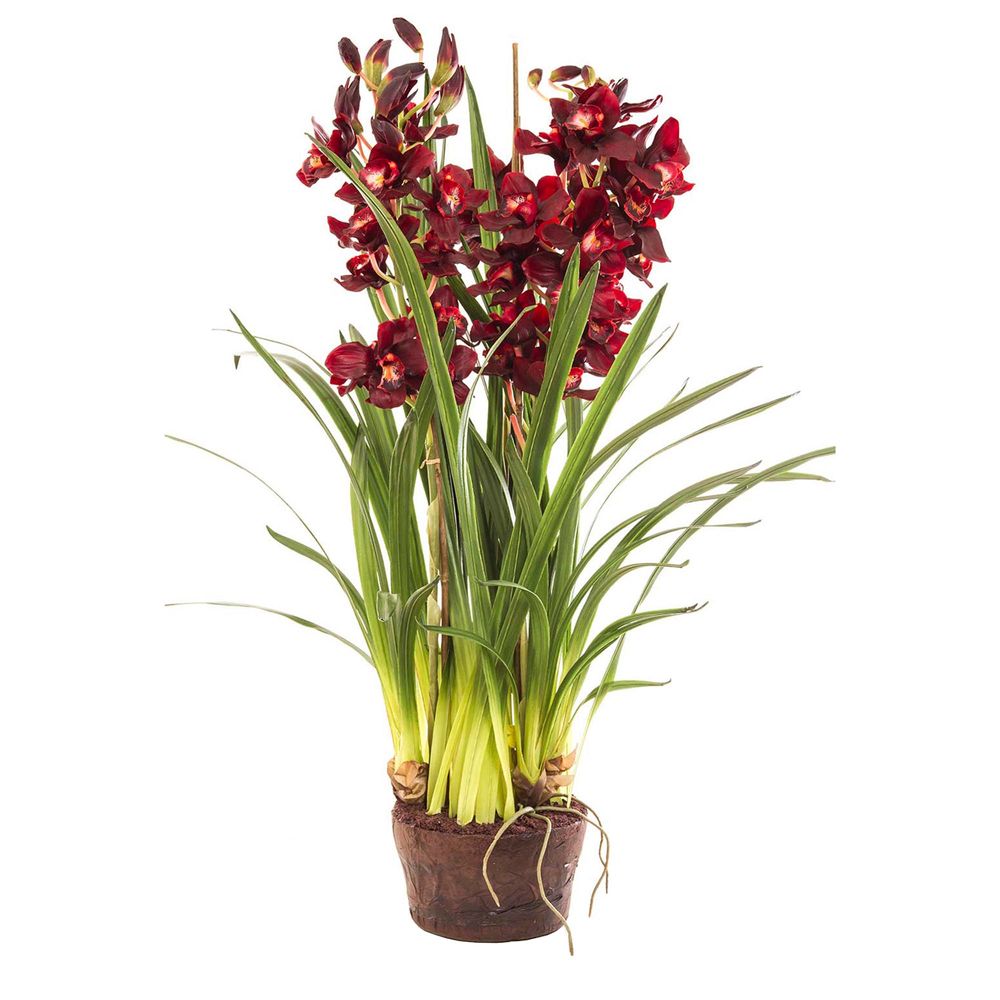 Cymbidium Giant Paper Pot 110cm Burgun