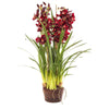 Cymbidium Giant Paper Pot 110cm Burgun