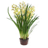 Cymbidium Giant Paper Pot 110cm Light Green