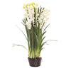 Cymbidium Giant Paper Pot 110cm White