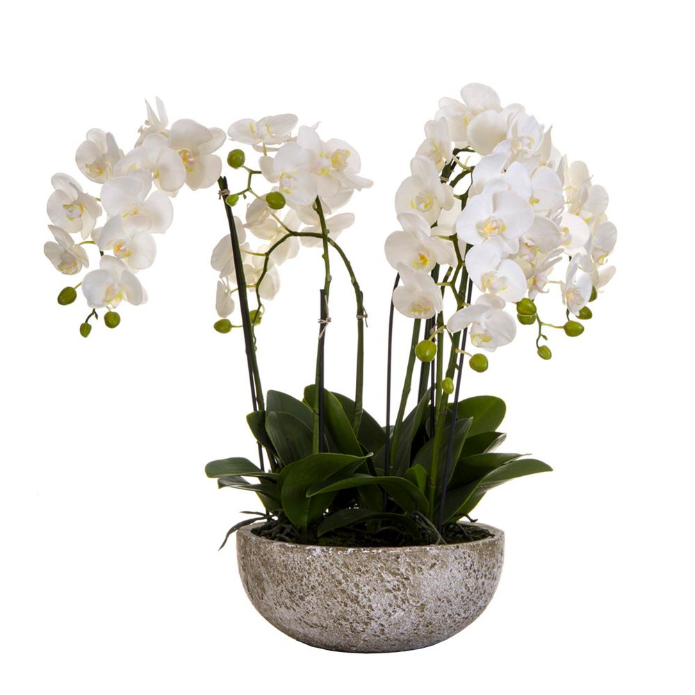 Orchid x 7 in Round Clay 62cm Pot White