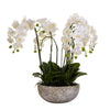 Orchid x 7 in Round Clay 62cm Pot White